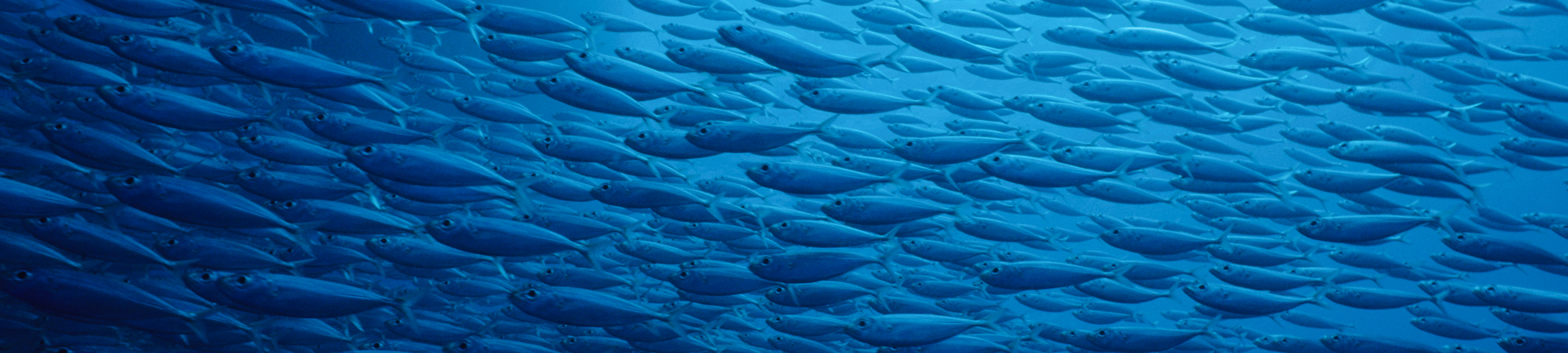 Schooling fish