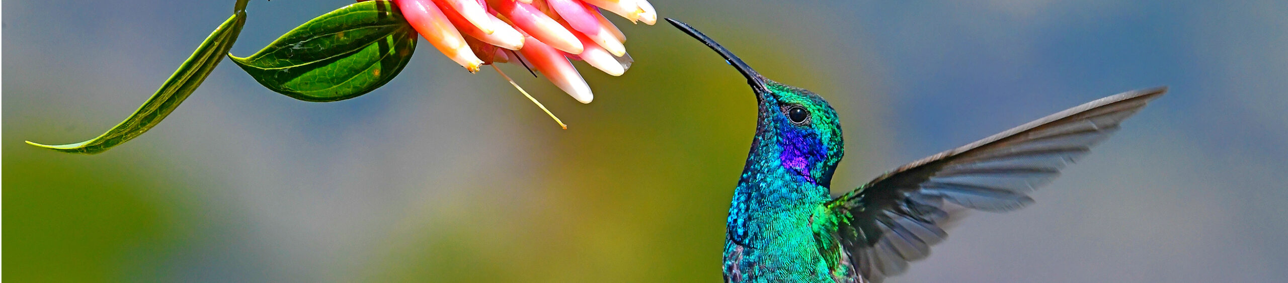 a Lesser Violetear hummingbird is seen near a flower. The hummingbird is very colorful and can be found at high altitude in Costa Rica. The bird is hovering in mid flight. The focus on the hummingbird is very sharp. The flower is pink and white. A mountain range can be seen in the background.